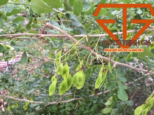 nhận biết cây gỗ trắc